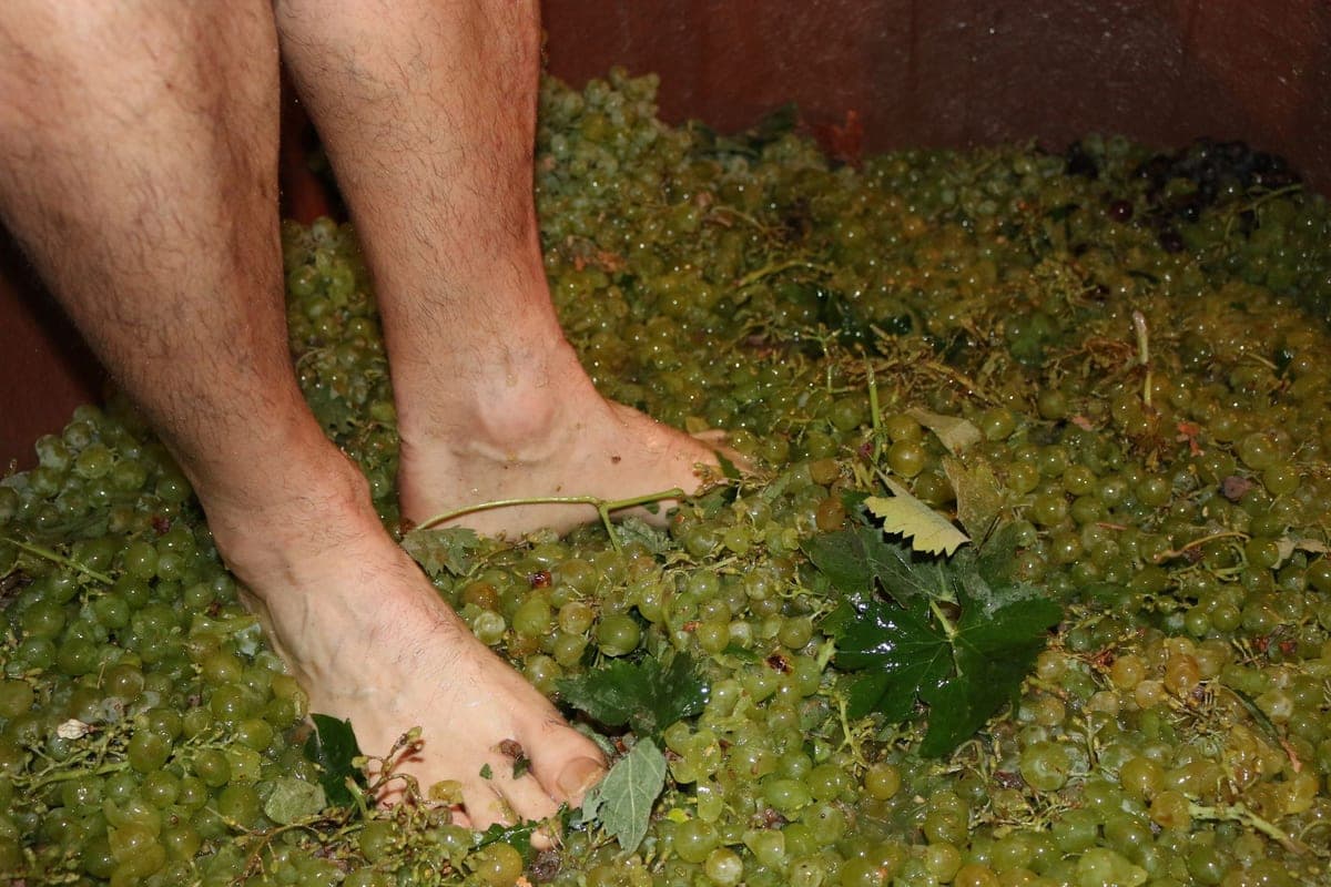 Vendimiadores pisando uva de forma tradicional durante una fiesta de la vendimia